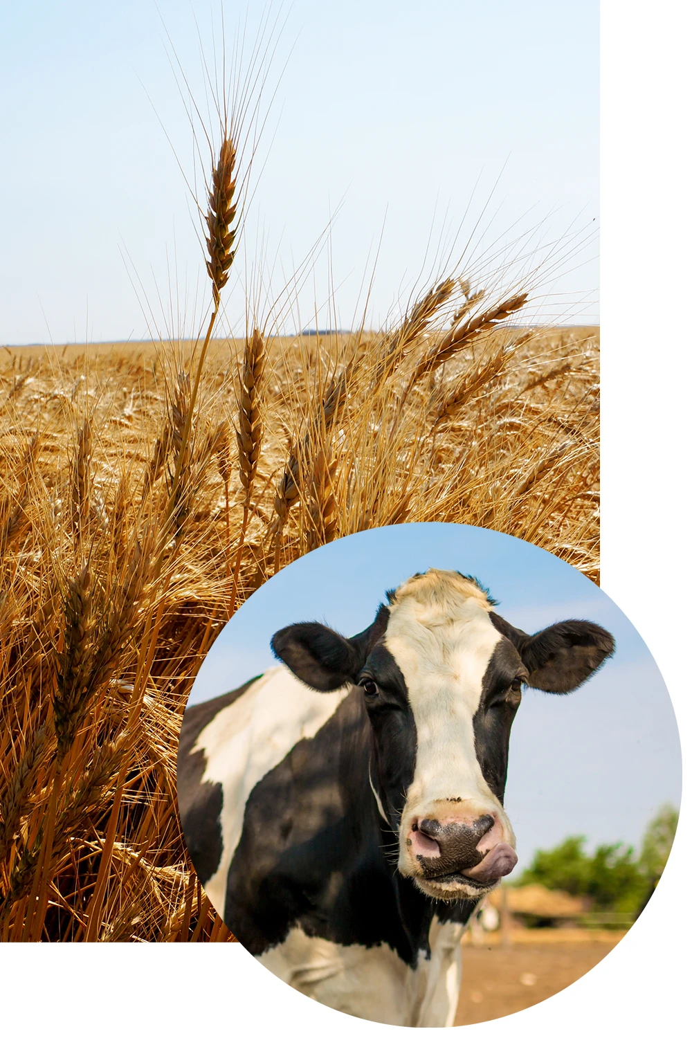 value-added-agriculture value-added-agriculture