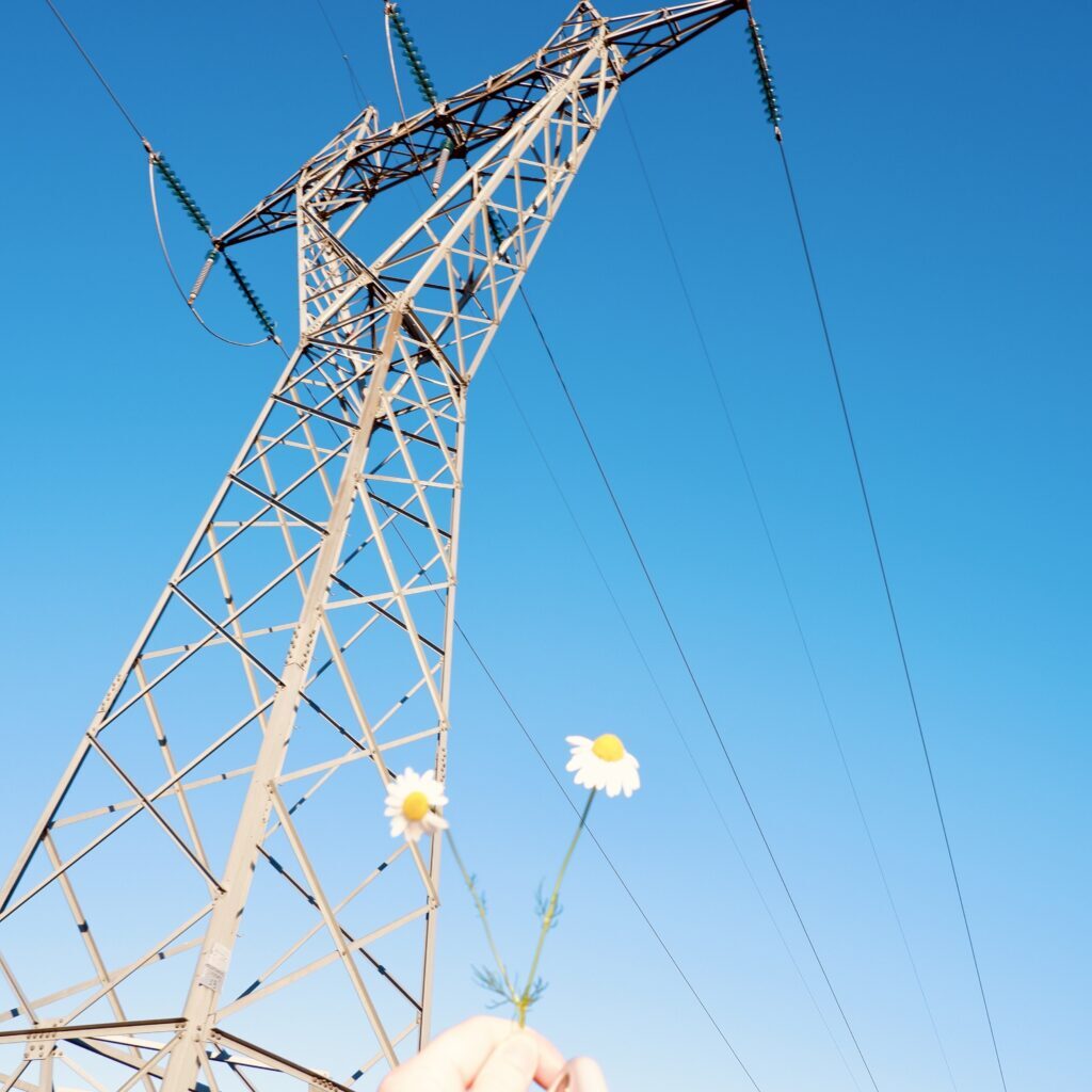 flowers-in-front-of-an-electricity-pylon-2024-10-14-09-55-23-utc flowers-in-front-of-an-electricity-pylon-2024-10-14-09-55-23-utc